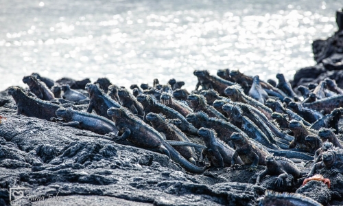 GalapagosIslands