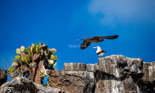 GalapagosIslands