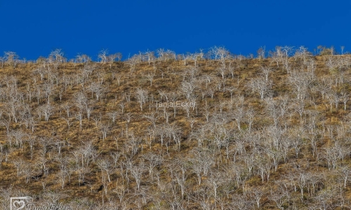 GalapagosIslands