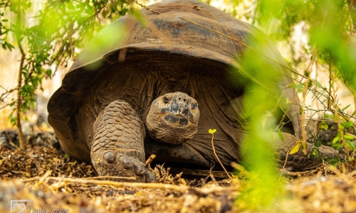 GalapagosIslands