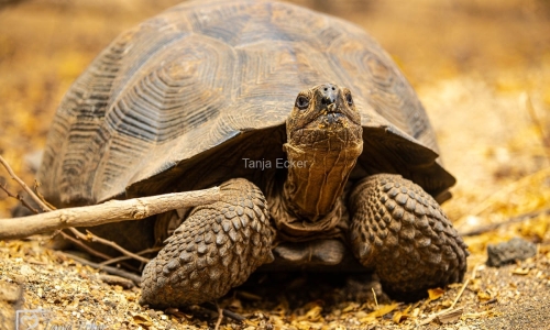 GalapagosIslands