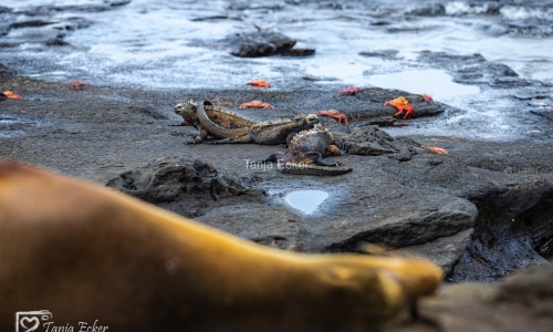 GalapagosIslands