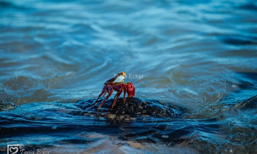 GalapagosIslands