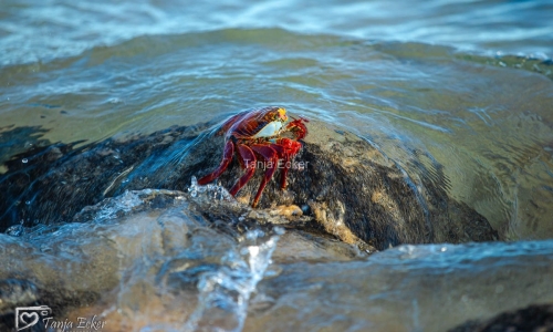 GalapagosIslands