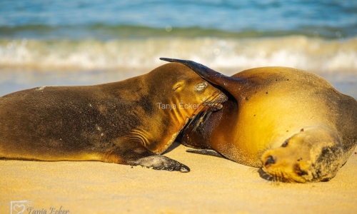 GalapagosIslands