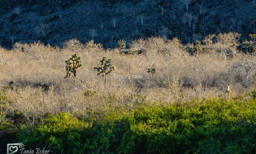 GalapagosIslands